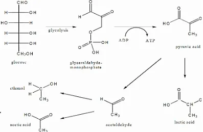 Gambar 2.3. Metabolisme mikrobial dari glukosa menjadi etanol, asam asetat Sumber: Ali, 2008