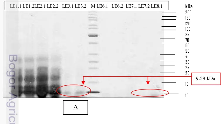 Gambar 3. Profil elusi plantarisin IIA-1A5 spektrofotometer (280nm).A (Whey+, 