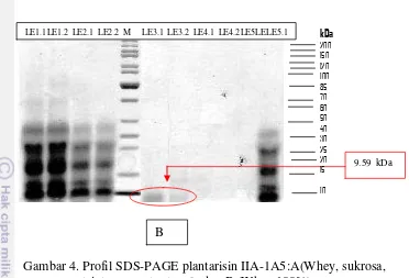 Gambar 4. Profil SDS-PAGE plantarisin IIA-1A5:A(Whey, sukrosa, 