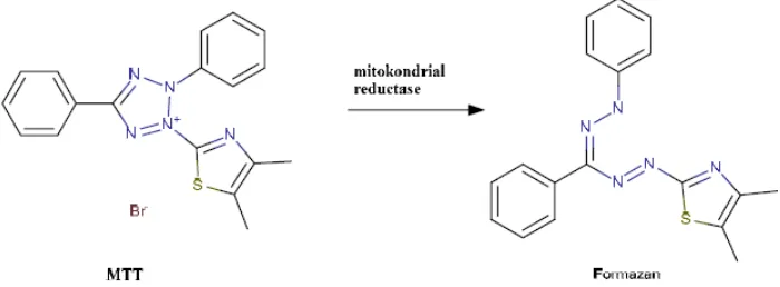 Gambar 1. Reaksi reduksi garam MTT membentuk formazan