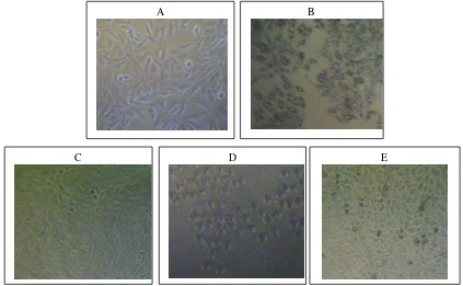 Gambar 2. Morfologi sel T47D, (a) kontrol sel T47D, (b) sel T47D setelah penambahan MTT,   (c) sel T47D setelah pemberian ekstrak daun beluntas dengan konsentrasi 200 µg/mL, (d) sel T47D setelah pemberian ekstrak daun ciplukan dengan konsentrasi 200 µg/mL, (e) sel T47d setelah pemberian ekstrak daun kenikir dengan konsentrasi 200 µg/mL 