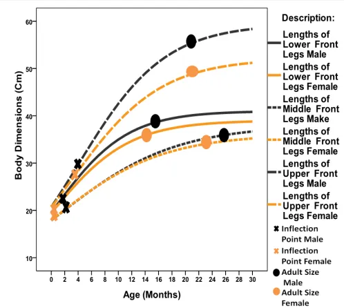Fig 3.5: Sigmoid Curves of Lower, Middle and Upper Forelegs  Lengths of Bali Cattle 