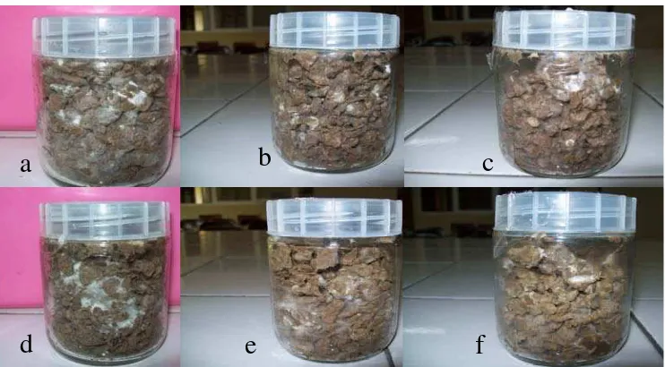 Gambar 2 Pertumbuhan jamur pada pulp kardus bekas yang telah diinkubasi. a). P. chrysosporium L1 (5 hari), b)