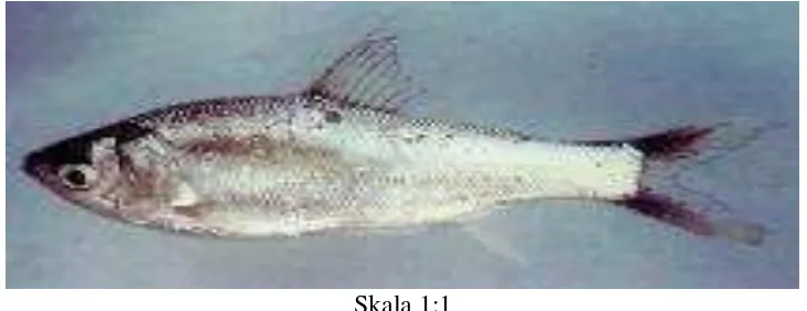 Gambar 1. Ikan motan (Thynnichthys thynnoides Bleeker, 1852) (Simanjuntak, 2006) 