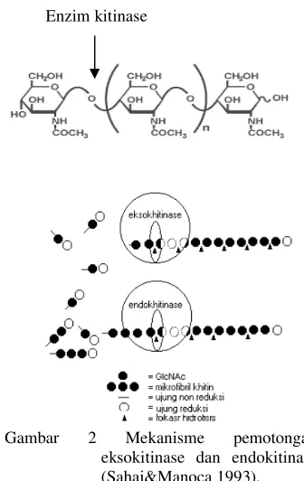 Gambar 3 Struktur kimia GlcNAc 