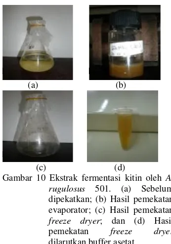 Gambar 9 Penurunan pH media kitin selama fermentasi. (♦) bacto pepton, (■) ekstrak khamir, (▲) amonium sulfat, (x) urea, (*) tanpa sumber N