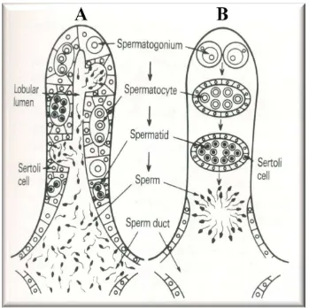 Gambar 3. Ilustrasi dua jenis testis lobular pada ikan teleostei. A: lobuli berlekuk dan B: lobuli padat (Nagahama, 1983 dalam Takashima dan Hibiya, 1995)