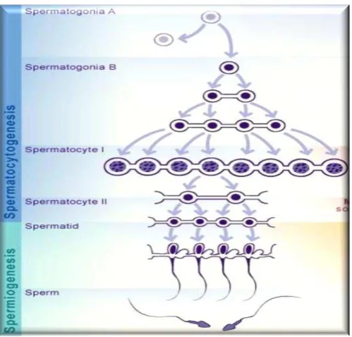 Gambar 4. Skema spermatogenesis.  
