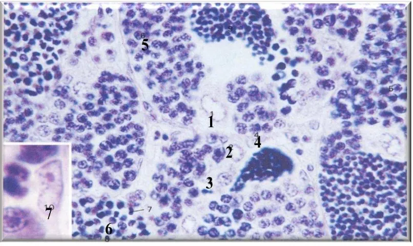 Gambar 5.    Gambaran histologis tetes ikan carp. 1: sel stem, 2: spermatogonia primer, 3: spermatogonia sekunder, 4: spermatosit primer, 5: spermatosit sekunder, 6: spermatid, dan 7: sel Sertoli (Takashima dan Hibiya, 1995)