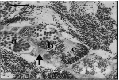 Gambar 6.  Gambaran histologis testis ikan white perch.           : spermatogonia,  a: spermatosit, b: spermatid, dan c: spermatozoa (Blazer, 2002)
