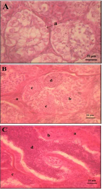 Gambar 9.    Gambaran histologis testis ikan gurame dari berbagai kelas. A: ikan muda, B: ikan dewasa, C: ikan matang gonad, a: spermatogonia, b:  spermatosit, c: spermatid, dan d: spermatozoa