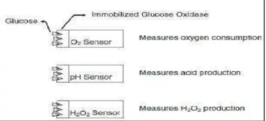 Gambar 2.5. Reaksi spesifik glukosa,(Bender, 2012).
