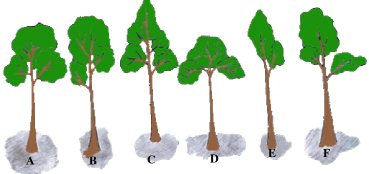 Gambar 3. Bentuk tajuk pohon. (a) tajuk bola, (b) tajuk silinder, (c) tajuk kerucut, (d) tajuk payung, (e) tajuk kosong pada satu sisi, dan (f) tajuk tidak beraturan 