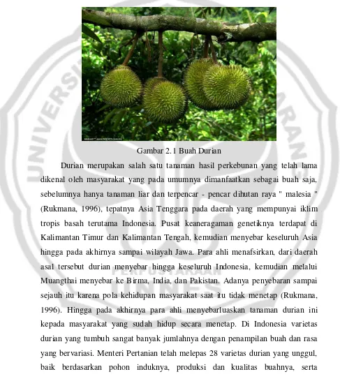Gambar 2.1 Buah Durian 