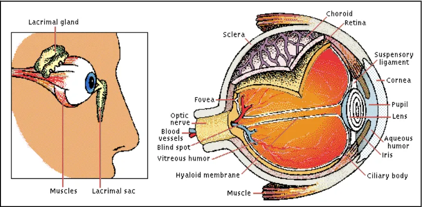 Figure 2.2: Structure of Human Eye (Encarta Encyclopedia, 2006) 