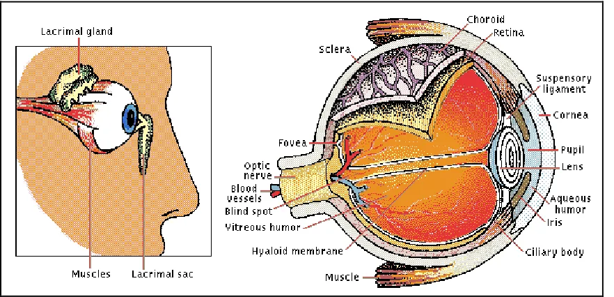 Figure 2.2: Structure of Human Eye (Encarta Encyclopedia, 2006) 
