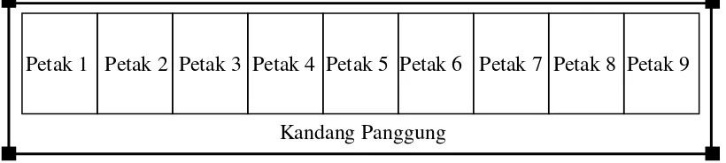 Gambar 2.  Pembagian Petak dalam Kandang Selama Tiga Minggu Penelitian 