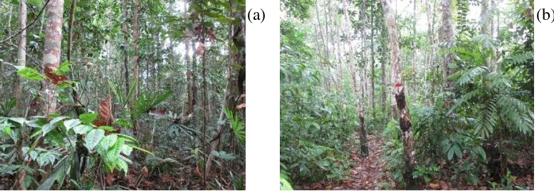 Figure 1  Profiles of natural forest (a) and jungle rubber (b) in lowland regions of Jambi Province   