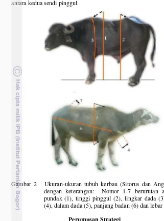 Gambar 2   Ukuran-ukuran tubuh kerbau (Sitorus dan Anggraeni 2008) dengan keterangan:  Nomor 1-7 berurutan adalah tinggi pundak (1), tinggi pinggul (2), lingkar dada (3), lebar dada (4), dalam dada (5), panjang badan (6) dan lebar pinggul (7) 