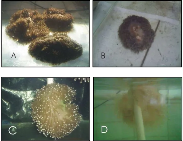 Gambar 11.  Kondisi anemon pada akuarium 1 ( lampu incandescent ). Anemon sebelum diberikan perlakuan ( A ), saat diberi perlakuan ( B ), warna lebih pucat pada d5 ( C ), dan setelah 26 hari ( D )