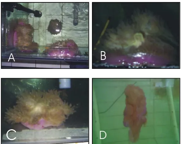Gambar 12.  Kondisi anemon pada akuarium 2 ( lampu fluorescent ).  Anemon sebelum diberikan perlakuan ( A & B ), saat d3           ( C ), dan setelah diberikan perlakuan pada d7 ( D )