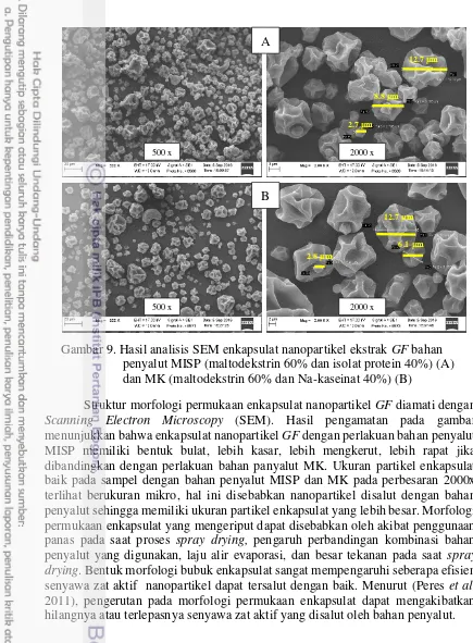 Gambar 9. Hasil analisis SEM enkapsulat nanopartikel ekstrak GF bahan 