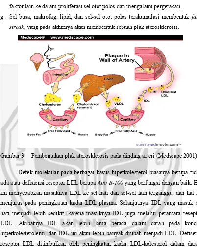 Gambar 3     Pembentukan plak aterosklerosis pada dinding arteri (Medscape 2001) 