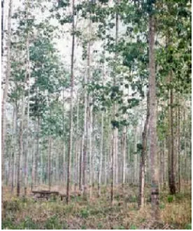 Gambar 1. Tanaman Hutan Jati Putih (Gmelina arborea).(Rachmawati et al, 2002)
