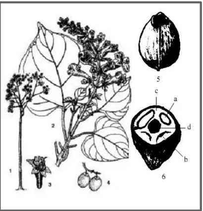 Gambar 2. Bentuk pohon (1), tandan bunga (2), bunga (3), buah (4), biji batu (5), penampang biji (6) yang terdiri dari (a) benih, (b) ruang kosong, (c) endokarp, (d) celah biji ) (Rachmawati et al, 2002).