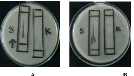 Gambar 1. Hasil Bioautografi Fraksi Polar Ekstrak Etanol Kulit Buah Kakao terhadap Streptococcus mutans (A) dan Bacillus subtilis (B)