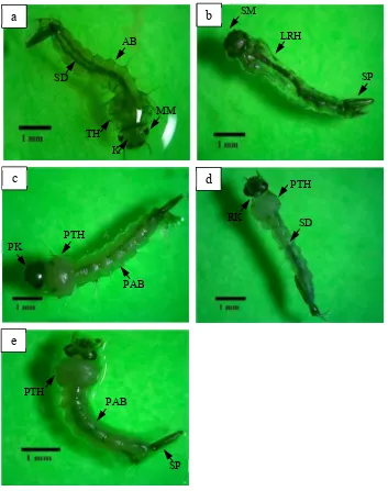 Gambar 10   Bentuk larva hidup dan perubahan morfologi larva yang mati pada media air bersih dengan rendaman daun segar: (a) Larva hidup perlakuan daun pandan wangi, (b) Larva mati perlakuan daun jeruk purut, (c) Larva mati perlakuan daun pandan wangi, (d)