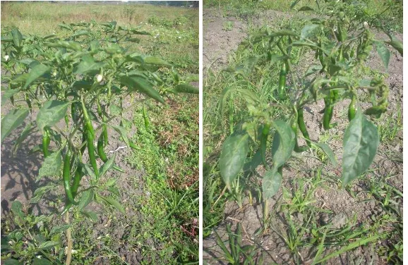 Gambar 5. Pertumbuhan  tanaman cabai pada umur 60 hari pada Pf 122 (kiri)  dan yang diperlakukan dengan PF 160 (kanan) 