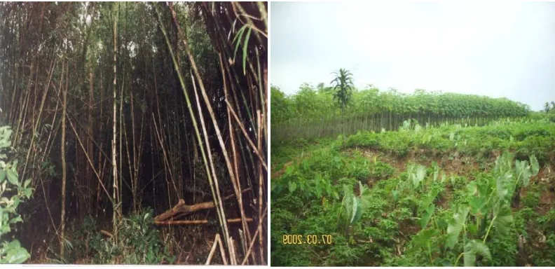 Gambar 1. Hutan Bambu (a) dan Tegalan (b) 