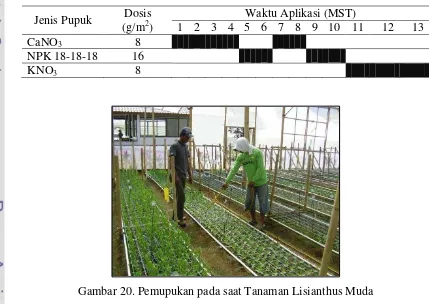 Tabel 5. Pemupukan Tanaman Lisianthus di Kebun Bali Rose 