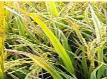 Gambar 2. Pertanaman padi yang terserang hawar daun bakteri. 