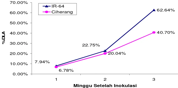 Gambar 3. Peningkatan nilai disease leaf area pada uji Postulat Koch  varietas IR-64 dan Ciherang