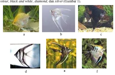 Gambar 1. Strain ikan maanvis Pterophyllum scalare : (a) diamond, (Neil916, 2001) (b) silver, (Young, 2009) (c) black,(Anonim, 2009) (d) black - white, (Anonim, 2006) (e) marble (Avila, 2007) dan (f) tri colour (Panggabean, 2009)   