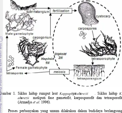 Gambar 1. Siklus hidup rumput laut