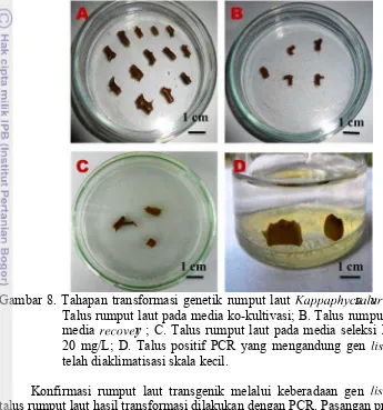 Gambar 8. Tahapan transformasi genetik rumput laut