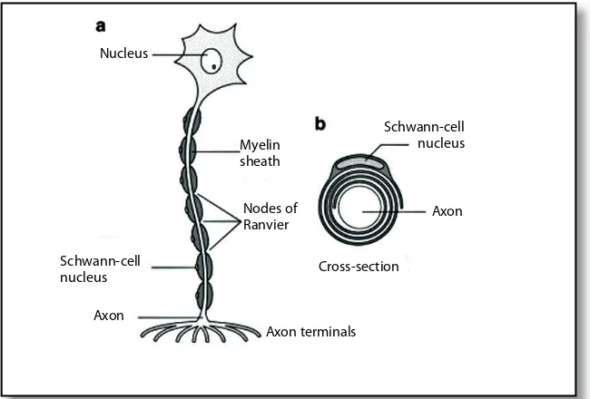 Gambar 3.1. Struktur neuron (Sumber dari http://www.brianjogrady.com/braincongeni tal