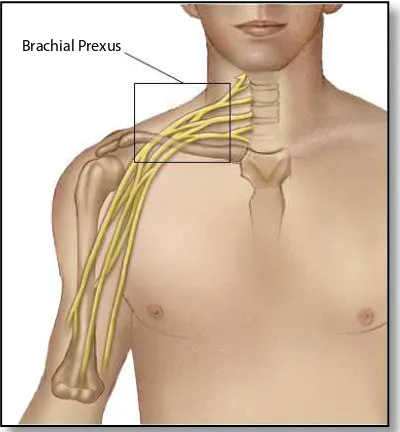 Gambar 3.7. Pleksus Brakhialis (Sumber dari http://www.medicalook.com/human_anatomy/organs/Brachial_nerve_plexus.html).