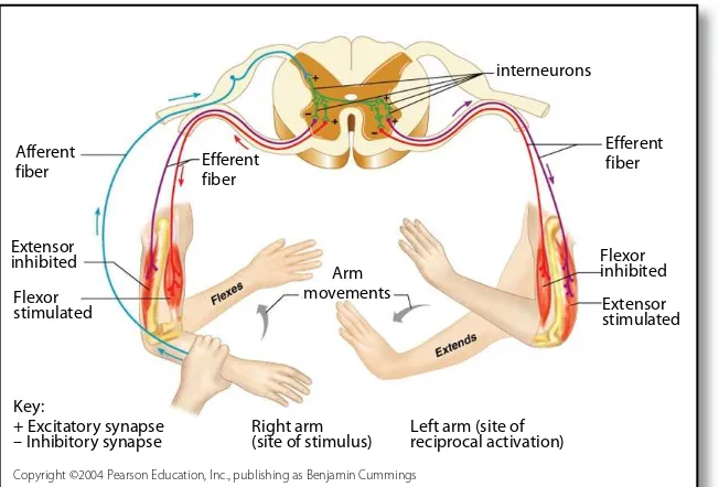 Gambar 3.11. Refleks Polisinaptik (Sumber dari http://apbrwww5.apsu.edu/thompsonj/Anatomy &Physiology/2010).
