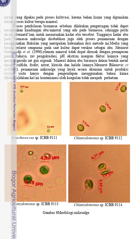 Gambar 6Morfologi mikroalga 