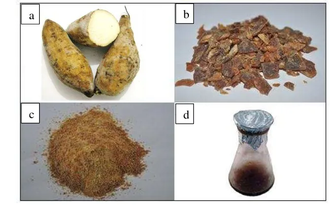 Gambar 7 Ubi jalar (Ipomoea batatas) berumbi putih yang digunakan sebagai sumber oligosakarida: a) mentah, b) setelah dikukus, diiris tipis dan dikeringkan, c) tepung, d) larutan stok ekstrak ubi jalar 