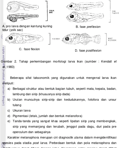 Gambar 2. Tahap perkembangan morfologi larva ikan (sumber : Kendall et 