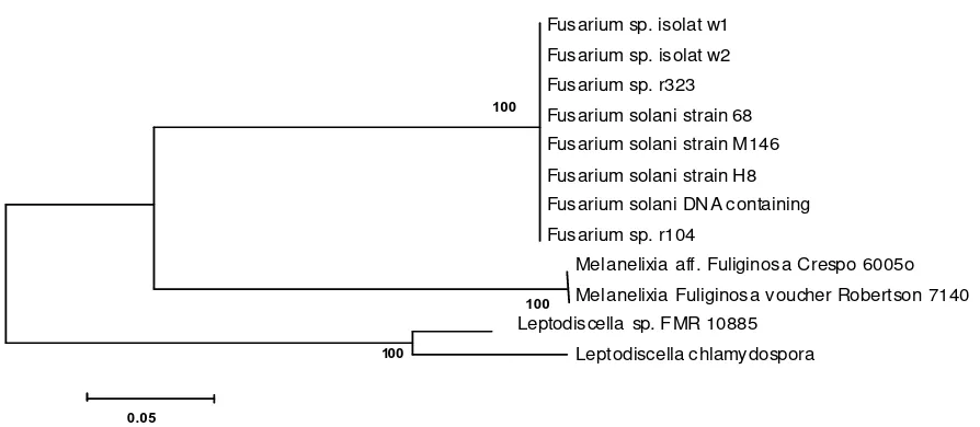 Table 1.comparisons of 18S rDNA gene similarity levels of Fusarium sp. isolates w1 and w2 with multiple sequences in GenBank using BLAST program Isolates % Similarity  Accession 