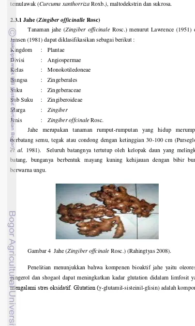 Gambar 4  Jahe (Zingiber offcinale Rosc.) (Rahingtyas 2008). 