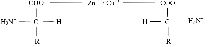 Gambar 1.  Ikatan Antara Protein dalam Ampas Tahu dengan Zn++  dan Cu++       (Chaerani, 2004) 