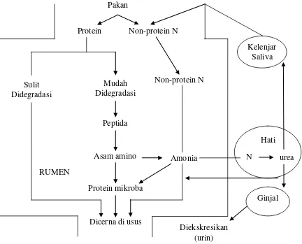 Gambar 3.  Proses Metabolisme Protein Didalam Rumen Ternak Ruminansia 