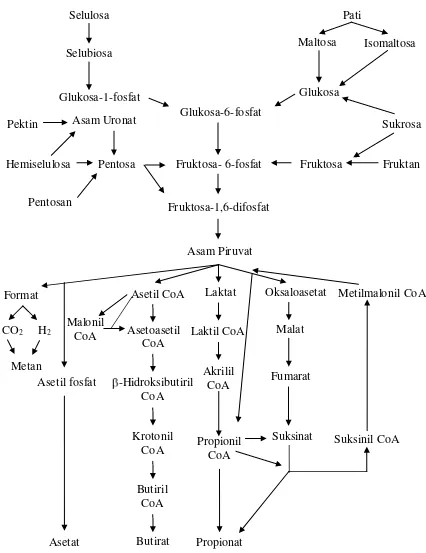 Gambar 3.  Proses Metabolisme Karbohidrat Didalam Rumen Ternak         Ruminansia (McDonald et al., 2002) 